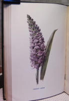 Familiar wild flowers : I-VII