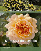 MODERNA BUSKROSOR