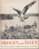 Skogen och älven